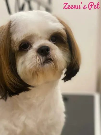 A close-up of a Shih Tzu's signature haircut, with beautifully shaped ears and a neat muzzle. This look is both classic and easy to care for.