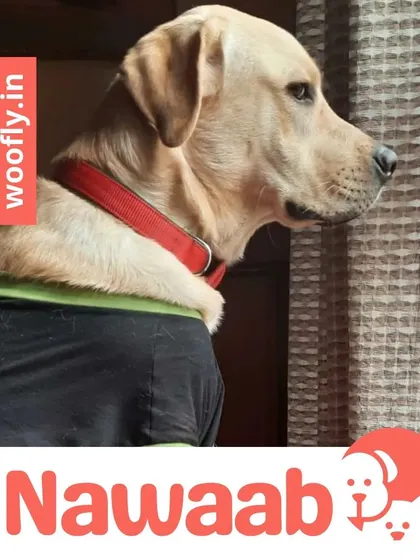 Nawaab the Labrador is looking regal after his grooming. My professional staff ensures a mess-free, convenient experience for you and your pet.