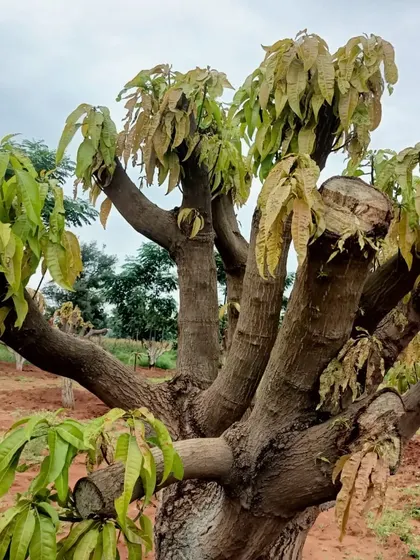 The ultimate proof of a successful transplant is healthy regrowth. This pruned deciduous tree is showing vigorous new leaf development, demonstrating its successful adaptation to the new environment after relocation.