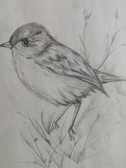 Another beautiful bird sketch from our foundation class, this one capturing a bird nestled in the grass.