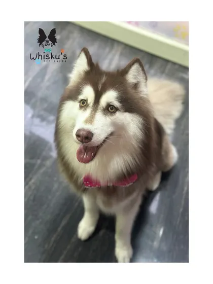 A beautiful brown and white Siberian Husky after a full de-shedding groom. Her coat is voluminous and healthy.