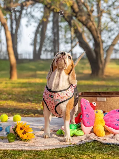A Beagle enjoying a picnic with her family. These outdoor sessions are perfect for capturing relaxed, happy moments.