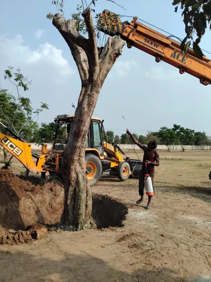 The process begins with careful excavation to preserve a large root ball. Here, a team member applies root hormones and pest control treatments to the exposed roots, a critical step to minimize transplant shock and promote healthy re-establishment.