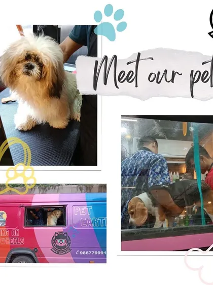 A glimpse of more of our wonderful clients, including a fluffy Shih Tzu and a Beagle. We love seeing pets peek out the window of our van after their spa day.