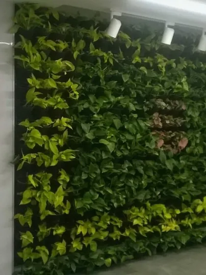 An indoor living wall under bright track lighting, featuring a mix of light and dark green foliage. This demonstrates my expertise in creating and maintaining interior plantscapes.