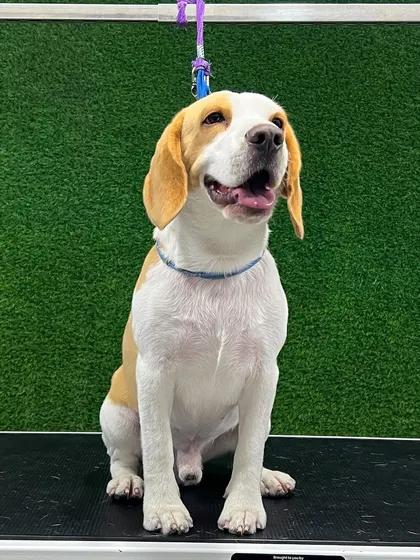 This charming Beagle looks fantastic after its grooming. Even for short-haired breeds, my de-shedding service keeps their coat in top condition and their skin healthy.