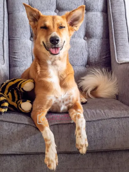 Coco looking very pleased with herself, relaxing in a comfy chair. Her happy, content expression is priceless.