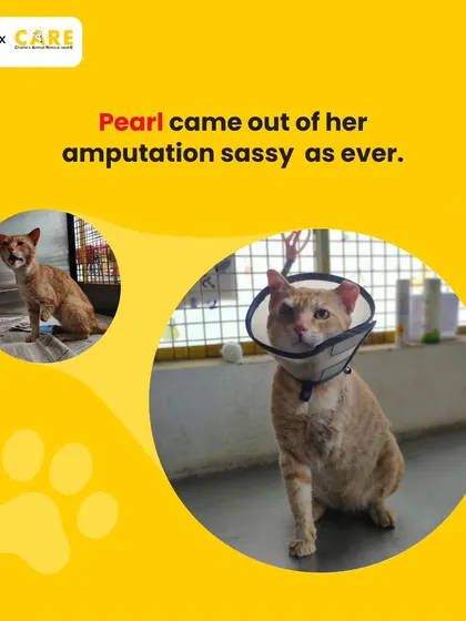 Pearl came out of her amputation surgery as sassy as ever. She is another success story from our collaboration to create more tails of joy.