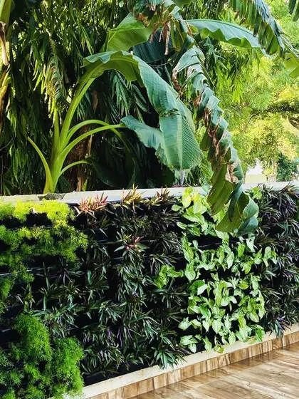 A dense and beautifully textured vertical garden wall, bringing a slice of the jungle to the villa's exterior.
