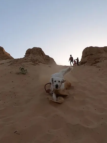 An action shot of Vanilla running down a sand dune in Pushkar. This shows the importance of finding safe, open spaces for dogs to release their energy during a trip.