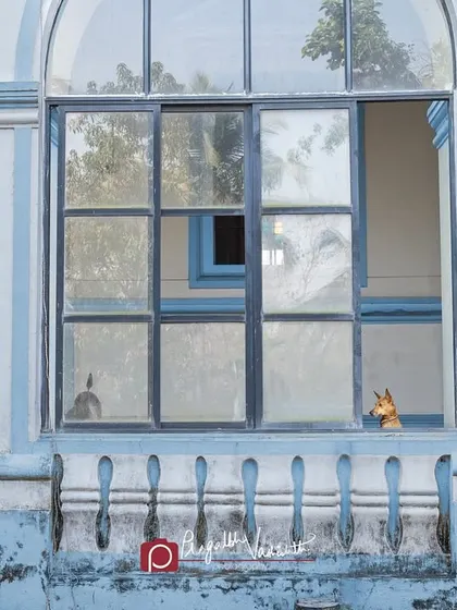 A little elf-dog peeking out of a window in Goa. I love capturing street dogs in their environment, telling a small story about their daily lives.