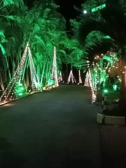 Another view of the pathway lighting. The green lights on the palm trees and the warm string lights guide guests and enhance the venue's beauty.