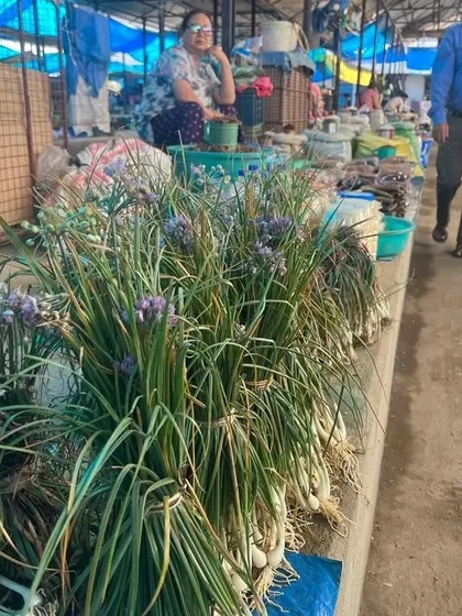 Bunches of wild Allium Chinense, a type of flowering chive, at a market stall. These ingredients add a unique, subtle flavor to our traditional boiled dishes and salads.