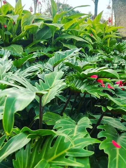 A ground-level view of a dense planting of Philodendron Selloum, showing how their large, deeply lobed leaves create a rich green carpet.