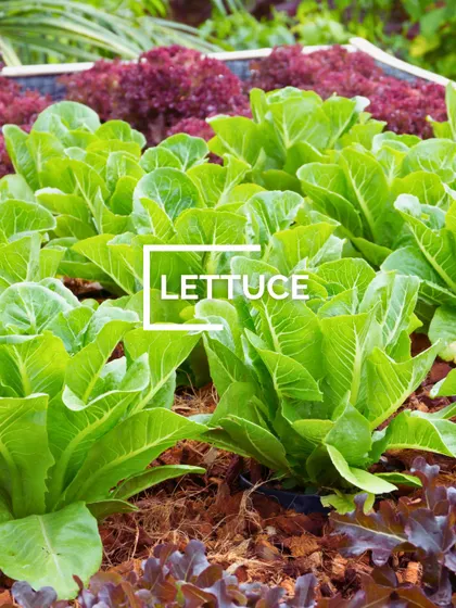 A healthy bed of lettuce growing in the garden. I offer different varieties, so you can grow your own mix for fresh, crisp salads.