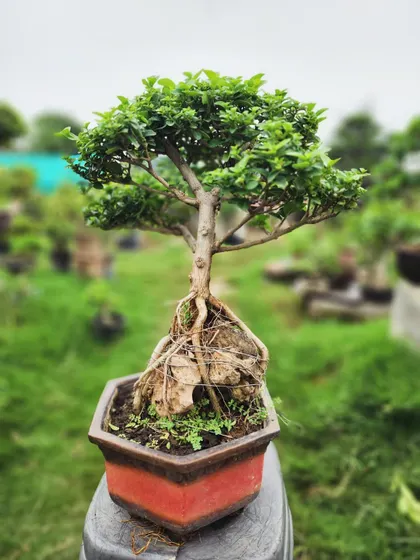 A close-up of a bonsai with exposed roots gripping a rock, showcasing a popular and visually striking bonsai technique.