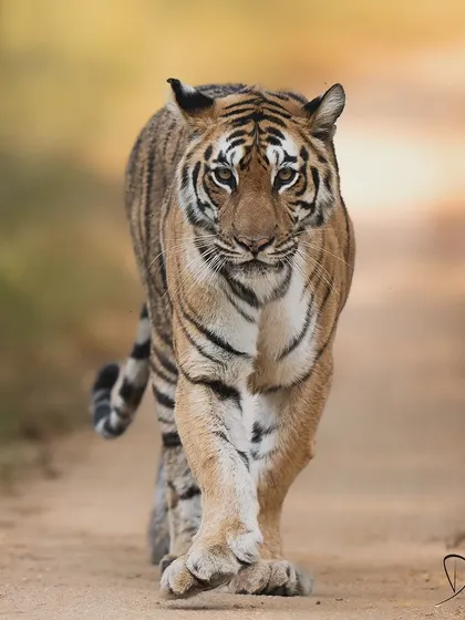 This is the story of Langdi, a tigress whose name means "limp" but whose spirit is anything but. She overcame adversity to become a powerful matriarch, and this photo captures her indomitable will to survive and thrive.