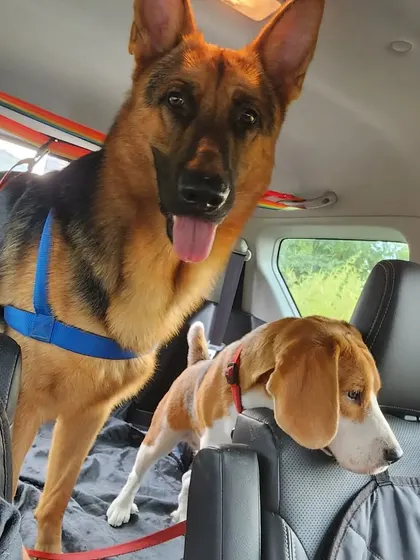 Our German Shepherd, Jiraiya, and Beagle, Jeannie, sharing the back of the car. We use seat covers and harnesses to ensure they are both safe and have their own space.