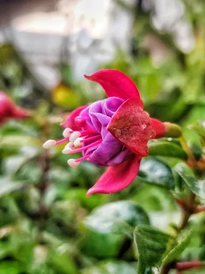 The Fuchsia flower from the side, showing its unique bell-like shape.