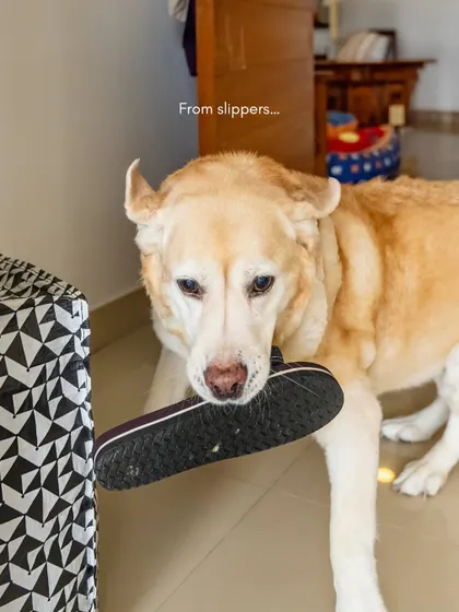 A series of photos showing a senior Labrador's "love language," from stealing slippers to bringing toys. These are the quirky details that make each pet unique.