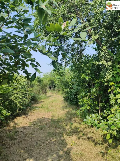 A quiet, sun-dappled trail at our Neem Karoli Baba Mandir site in Jaunapur. This path invites peaceful walks and moments of connection with nature in a spiritual setting.