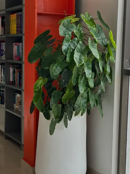 A large Philodendron in a white pot brings a burst of green to the library area at Charkos Institute. Placing plants near spaces of learning and concentration can help create a calmer and more focused environment.