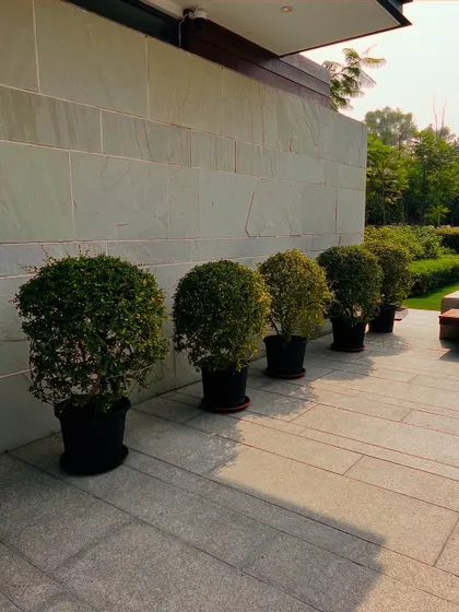 A row of neatly trimmed potted shrubs along a stone patio. Potted plants are a versatile tool I use to add greenery and structure to paved areas.