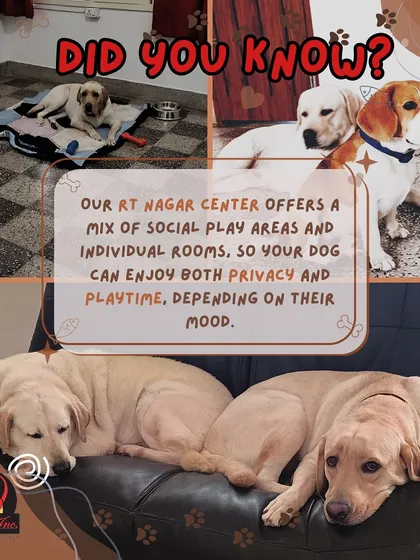 Did you know our RT Nagar center offers both social play areas and individual rooms? This ensures every dog, whether social or shy, has a comfortable and enjoyable stay.