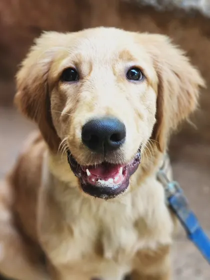 A few moments from a "Dog's Day Out" I hosted at a local farm. These group outings are a great way for dogs and their parents to socialize, have fun, and practice their training in a new, exciting environment.