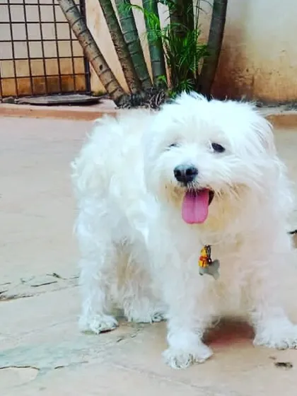 This adorable fluffy guest is ready for their staycation. We get just as excited to see them as they are to see us.