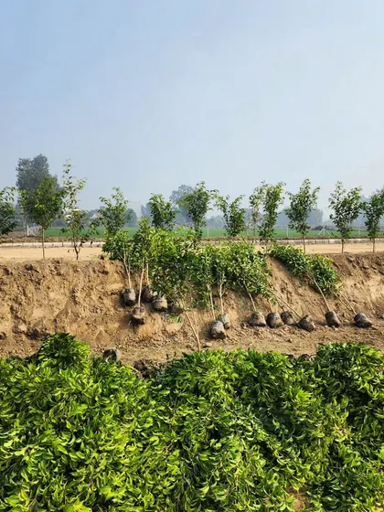 A section of our farm dedicated to growing hedge plants. These will eventually become the green privacy screens for farmhouses and residential properties.