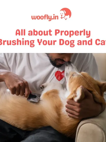 Proper brushing is a fundamental part of pet care. Let me show you how to make it a positive experience for both you and your pet.
