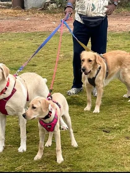 Ollie, adopted from us a few months ago, on vacation with her sisters to celebrate her 4-month homecoming anniversary.