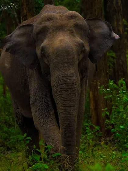An intimate encounter with an Asian Elephant as it emerges from the dense forest. This portrait captures the gentle strength and profound presence of this majestic animal, ideal for a statement piece.