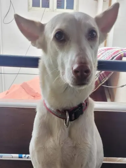 Those ears. This alert and curious Indie is always ready for a treat or a cuddle. Their expressive faces can tell you so much.