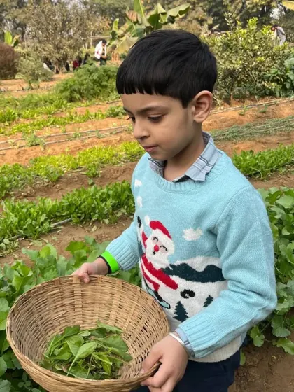 A young boy in a festive sweater carefully collecting spinach leaves in his wicker basket.