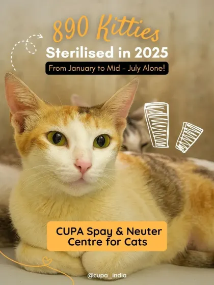 890 kitties sterilized by mid-July! This number represents a massive reduction in future suffering. Every single surgery was made possible by a cat lover who took the initiative to bring a community cat to our center.