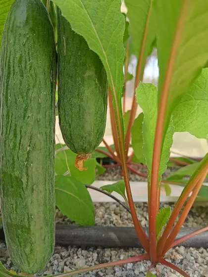 Here you can see cucumbers and radishes growing side-by-side in the same hydroponic channel. Our system is versatile enough to support different types of crops together.