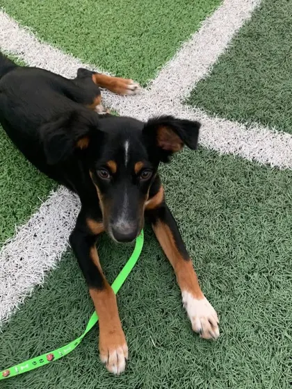 A beautiful black and tan indie puppy relaxes on the green turf during a puppy yoga session in Chandigarh. All our puppies come from local shelters like AWA Panchkula.