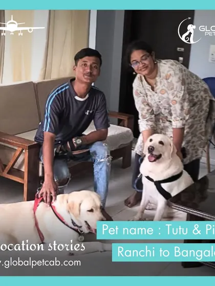 Tutu and Piku, two lovely Labradors, with their family and our handler after their flight from Ranchi to Bangalore. We coordinate the pickup from the airport and ensure a happy reunion.