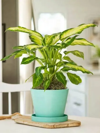 A Dieffenbachia plant in a cheerful mint-colored pot, placed on a kitchen counter. This shows the versatility of our plants for use in break rooms and corporate kitchens.