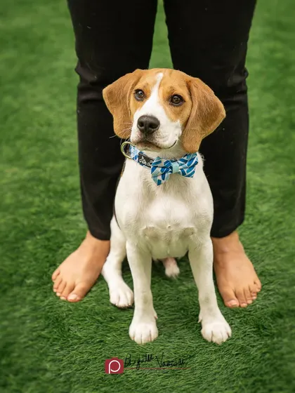 A distinguished gentleman in his bow tie, standing between his human's feet. A creative and cute way to pose a puppy.
