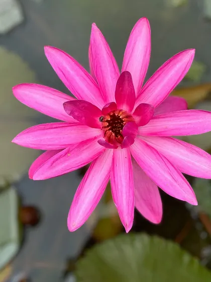 Captions for these will follow the same descriptive and serene tone, focusing on the specific flower, tree, or natural scene depicted and its connection to the ashram experience (e.g., "The Pink Trumpet tree in full bloom, a sign of spring at the ashram," "A lotus flower opens in the morning, just in time for meditation," "The sun's light filtering through the leaves, a reminder of the light within.").