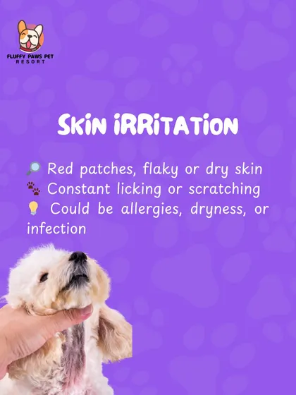 Skin irritation can be caused by allergies, dryness, or infections. If we notice red patches or constant scratching during a groom, we will let you know so you can seek the right care.