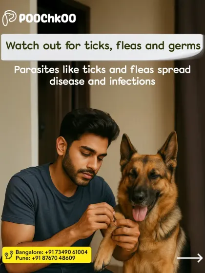 A pet parent carefully inspecting his German Shepherd's paws. The damp monsoon weather is a breeding ground for ticks, fleas, and other parasites. Regular checks and preventative treatments are essential for your dog's health.