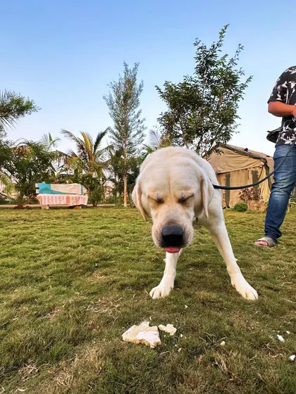 A playful moment captured during a dog's birthday party, showing the dog mid-shake.