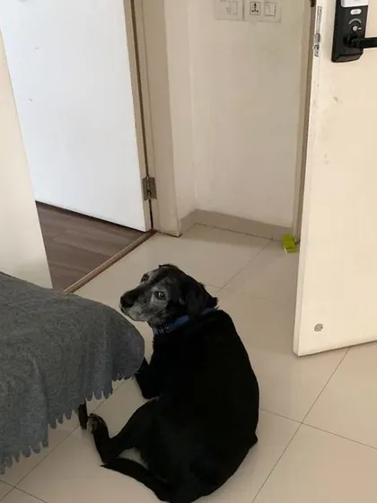 This sweet senior dog waits for me by the door every day. He even checks the elevator every time it stops on his floor. It's this bond and excitement for his KuBi meals that warms my heart.