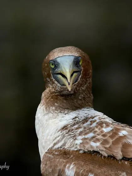 A final, charming portrait of the Masked Booby. The dark background makes the bird stand out, creating a classic and timeless animal portrait.