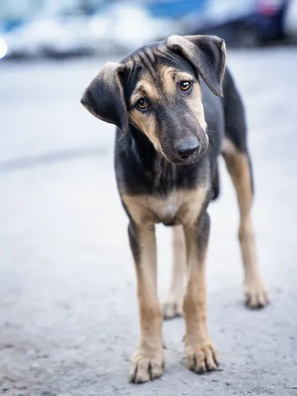 The classic head tilt! Even a shy street puppy can't resist a funny noise. This simple trick helps bring out their personality for their adoption portfolio.