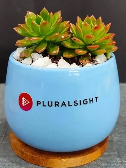 A close-up of a branded succulent gift for Pluralsight. This Echeveria plant is potted in a sky-blue ceramic container with white pebbles and a wooden coaster, demonstrating our attention to detail.